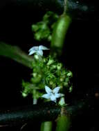 Image of Notopleura saulensis (Steyerm.) C. M. Taylor