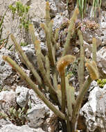 Image of Cleistocactus samaipatanus (Cárdenas) D. R. Hunt