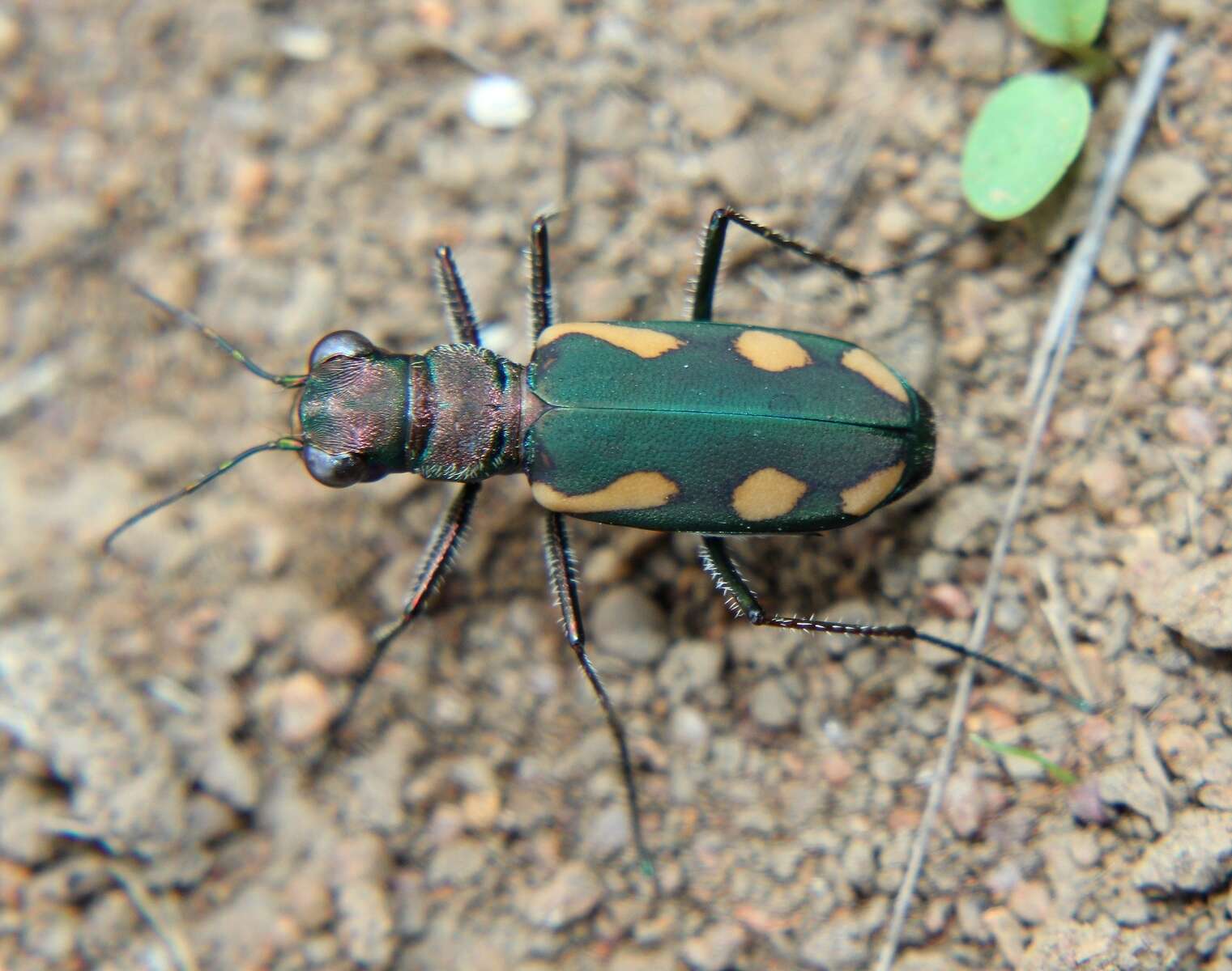 Image de Cicindela (Ancylia) guttata Wiedemann 1823