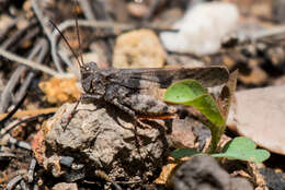 Trimerotropis modesta Bruner & L. 1889 resmi