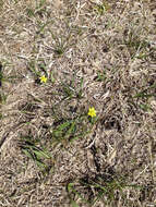 Image of Labrador buttercup