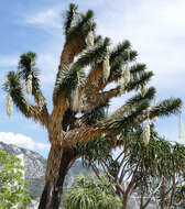 Image of Palma China yucca