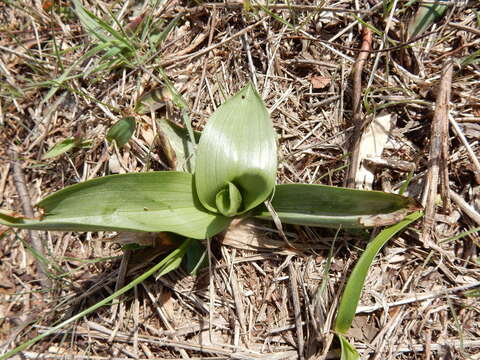 Image of Nodding lady's tresses