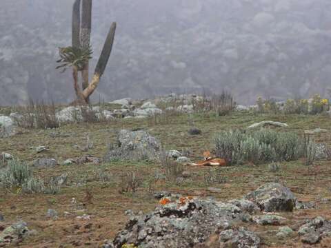 Image of Ethiopian wolf