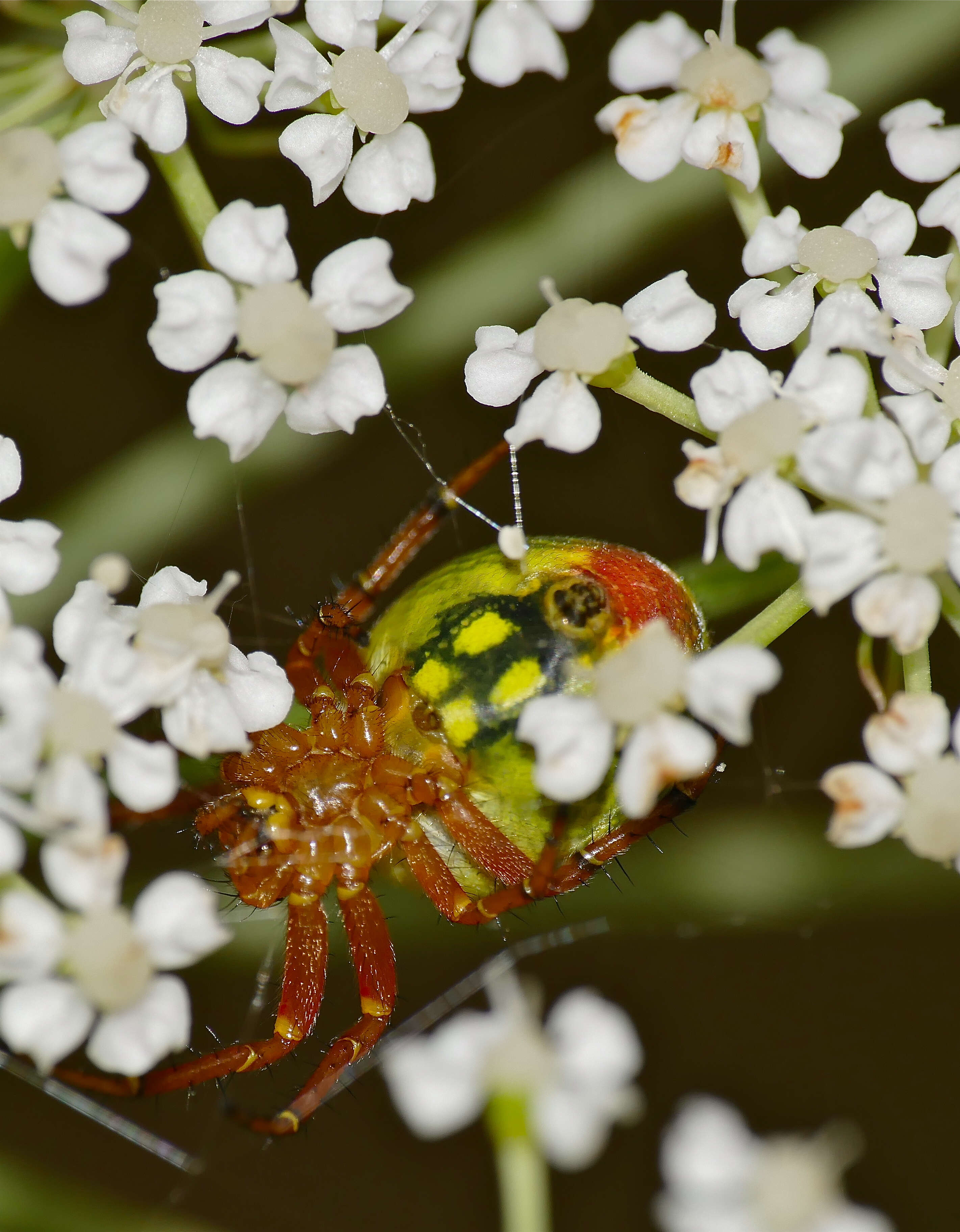 Image of Cucumber green spider