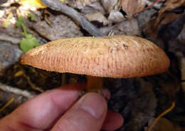 Image of Paxillus ammoniavirescens Contu & Dessì 1999