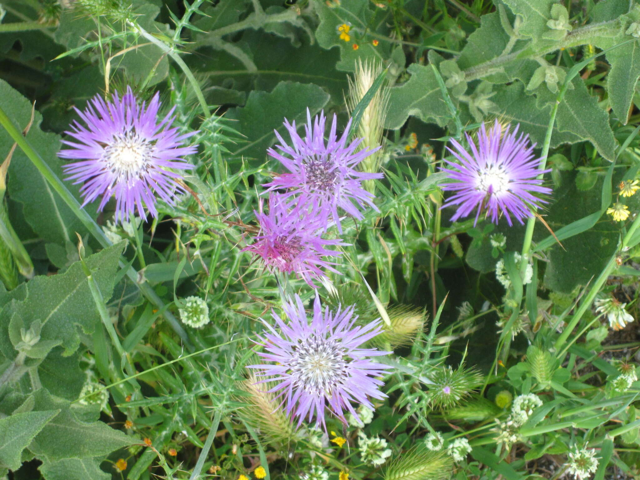 Galactites tomentosa Moench的圖片