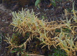 Image of Cerastium mollissimum Poir.