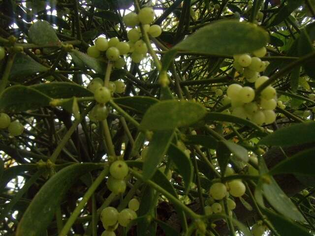 Image of European mistletoe