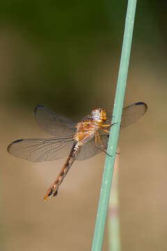 Image of Carmine Skimmer