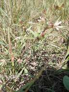 Image of Ceropegia franksiae subsp. franksiae