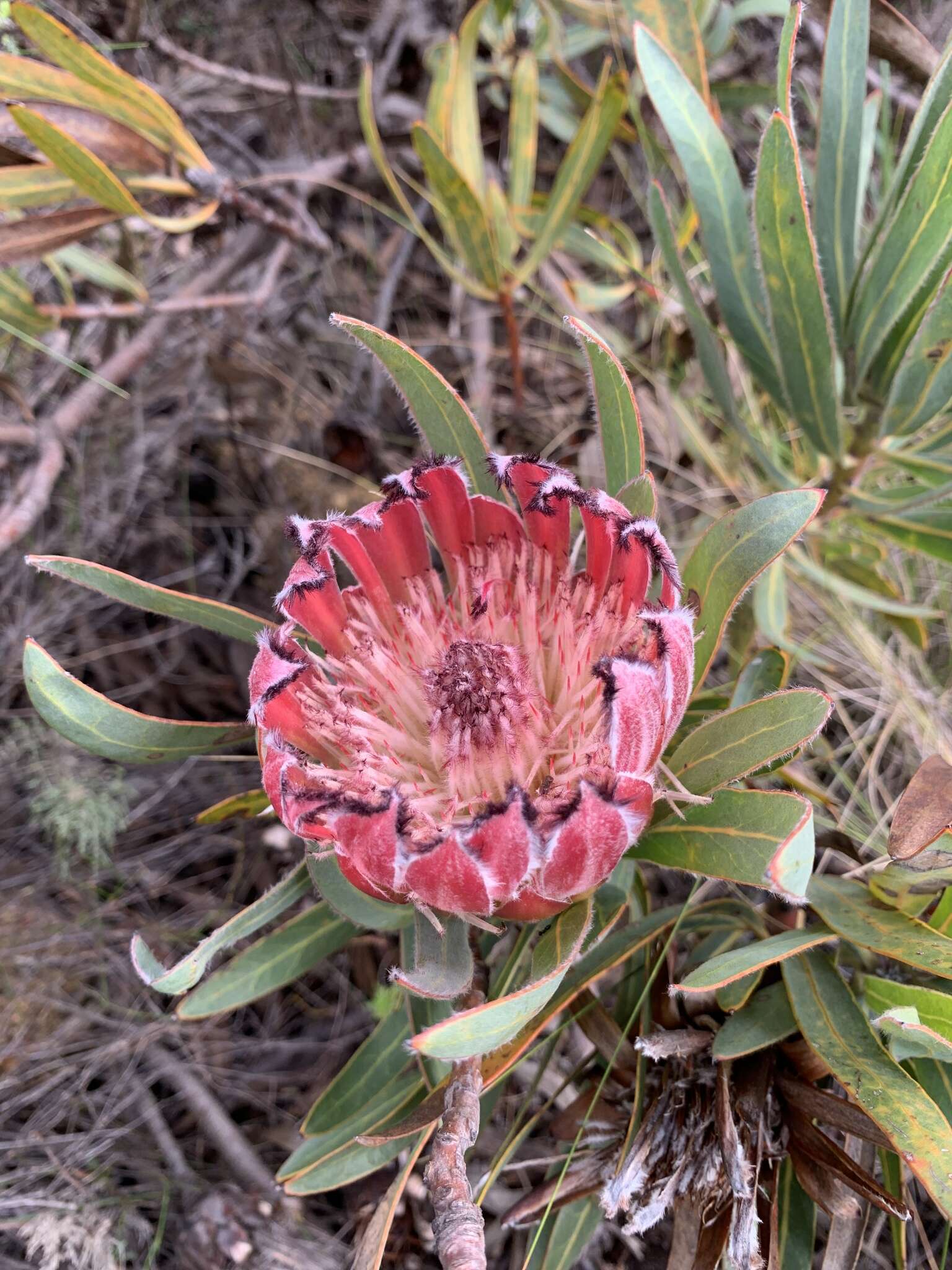 Imagem de Protea burchellii Stapf