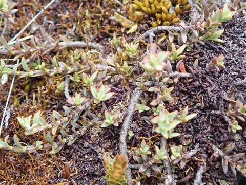 Image of Veronica pimeleoides subsp. pimeleoides