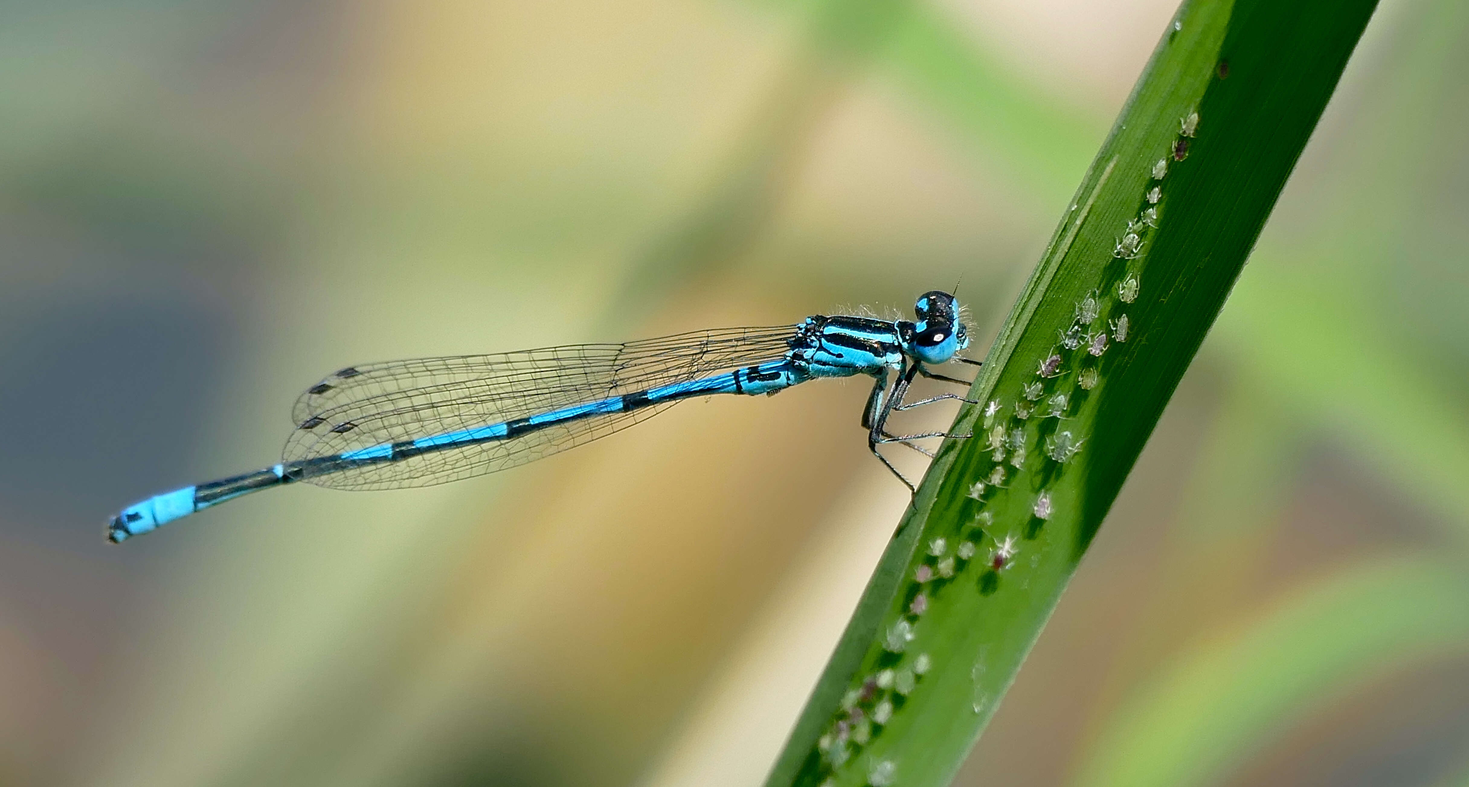 Image of Azure Bluet