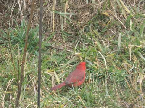 Слика од Cardinalis cardinalis cardinalis (Linnaeus 1758)