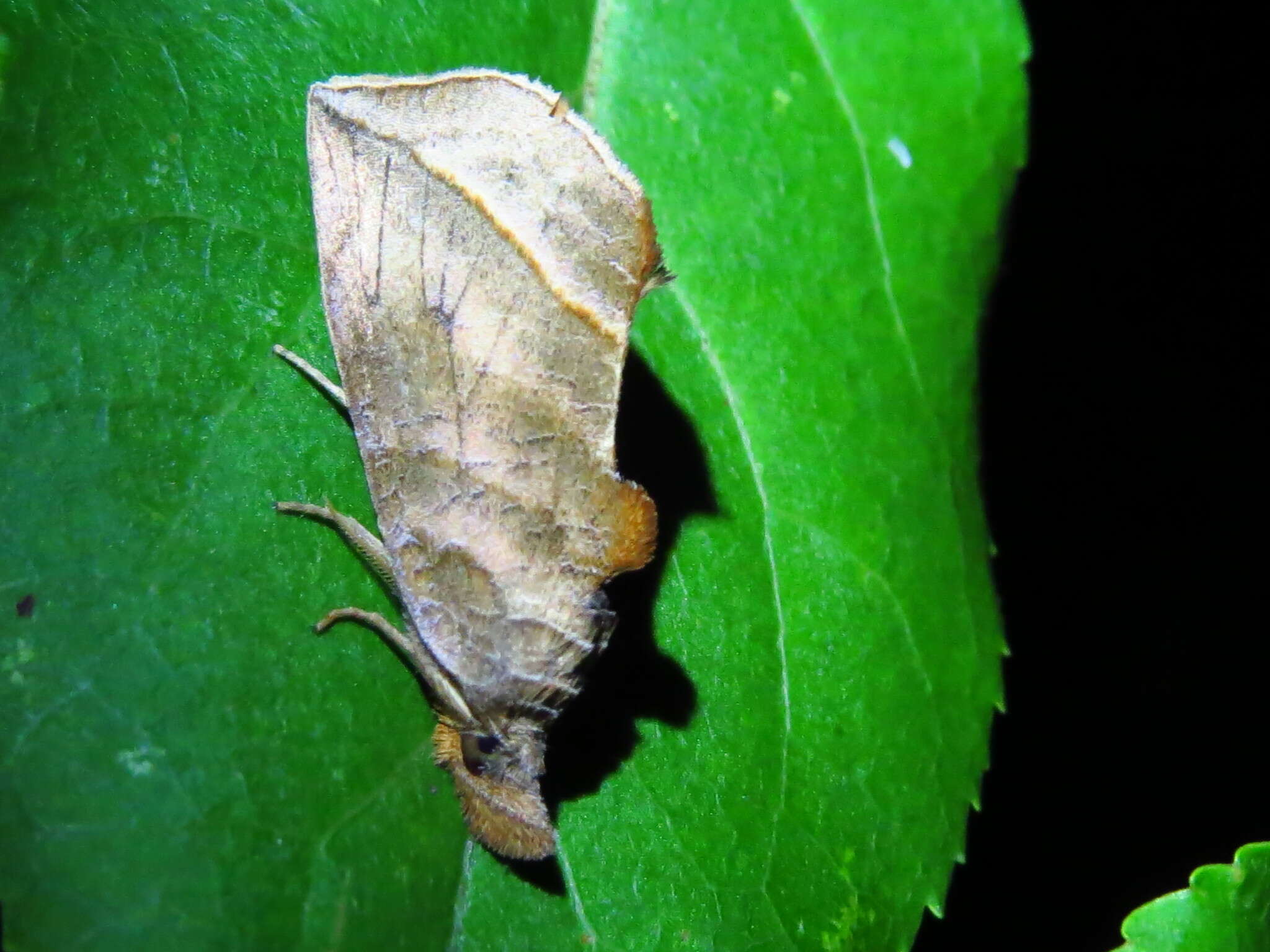 Image of Calyptra canadensis Bethune 1865