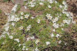 Imagem de Geranium ruizii Hieron.