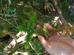 Image of Formosan China fir