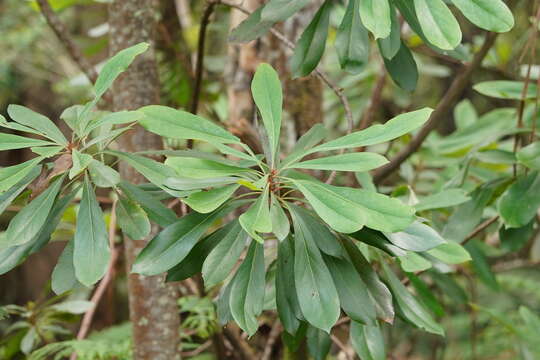 Image of Telopea oreades F. Müll.