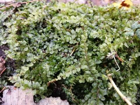 Image of plagiomnium moss