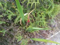 Imagem de Watsonia meriana (L.) Mill.