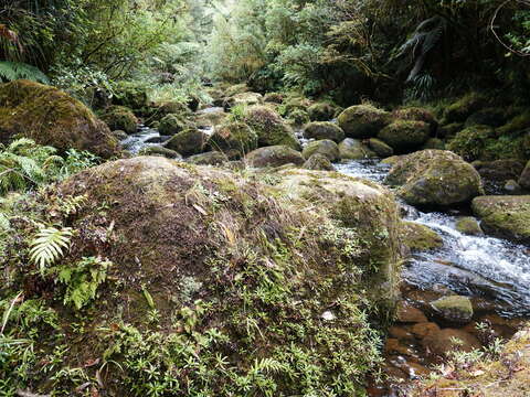 Odontosoria viridis Kuhn的圖片