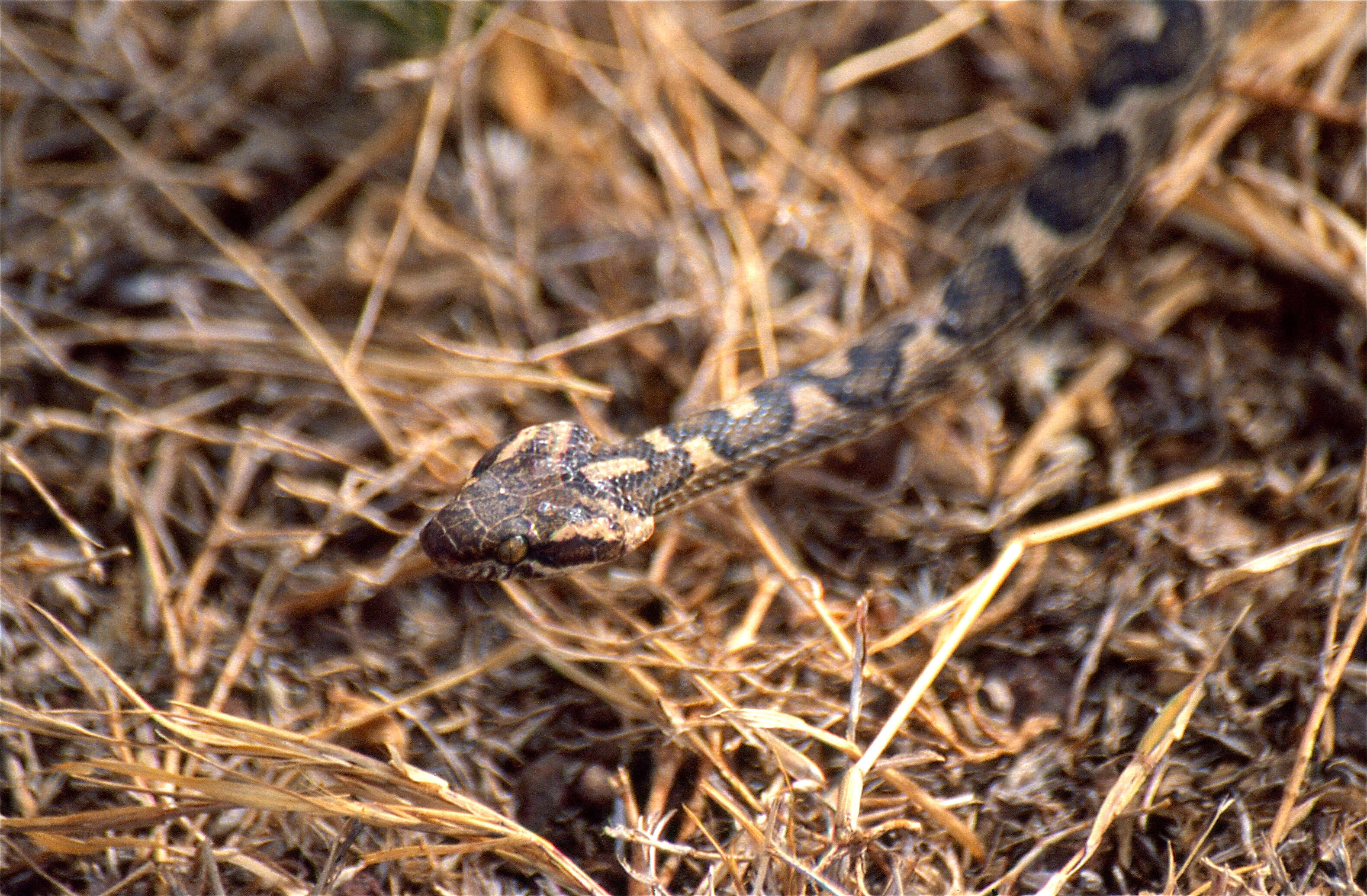 Image of Banded Cat-eyed Snake