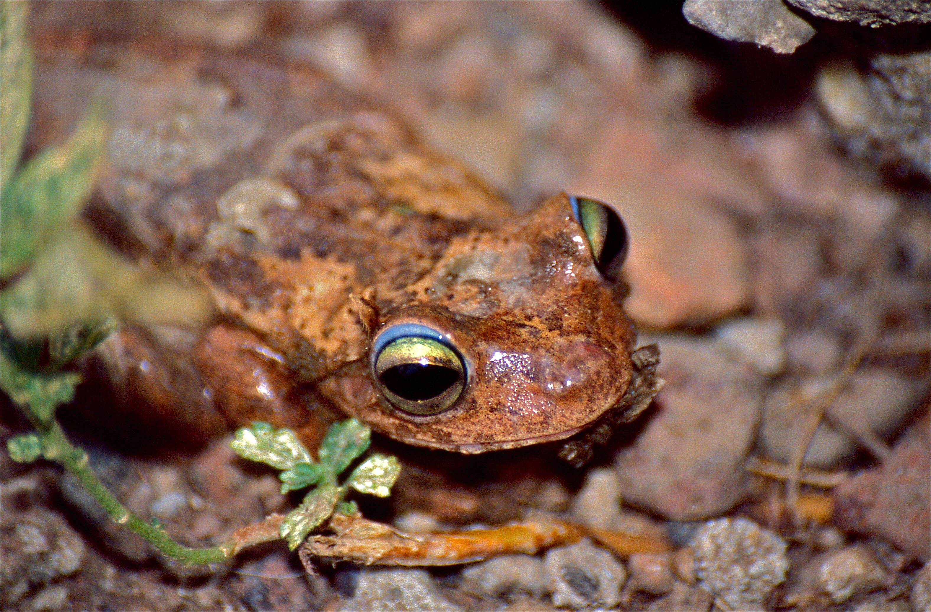 Image of Boana platanera