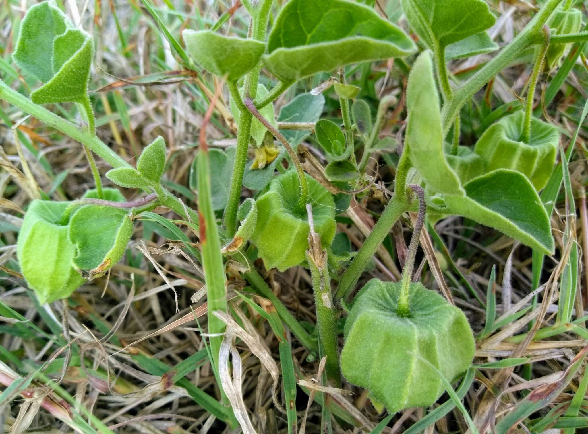 Physalis mollis Nutt.的圖片