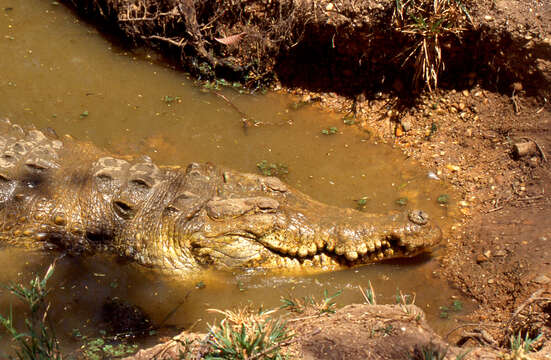 Image of Orinoco Crocodile