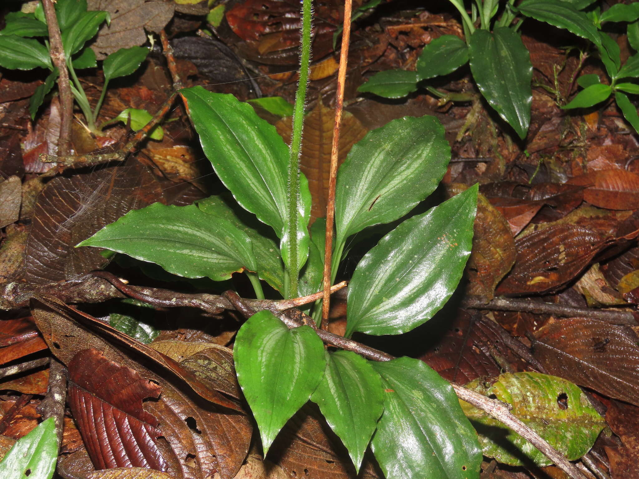 Image of Ponthieva diptera Linden & Rchb. fil.