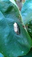 Image of Betsileo Reed Frog