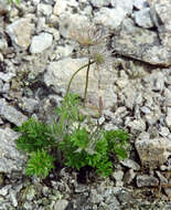 Imagem de Pulsatilla ajanensis Regel & Tiling