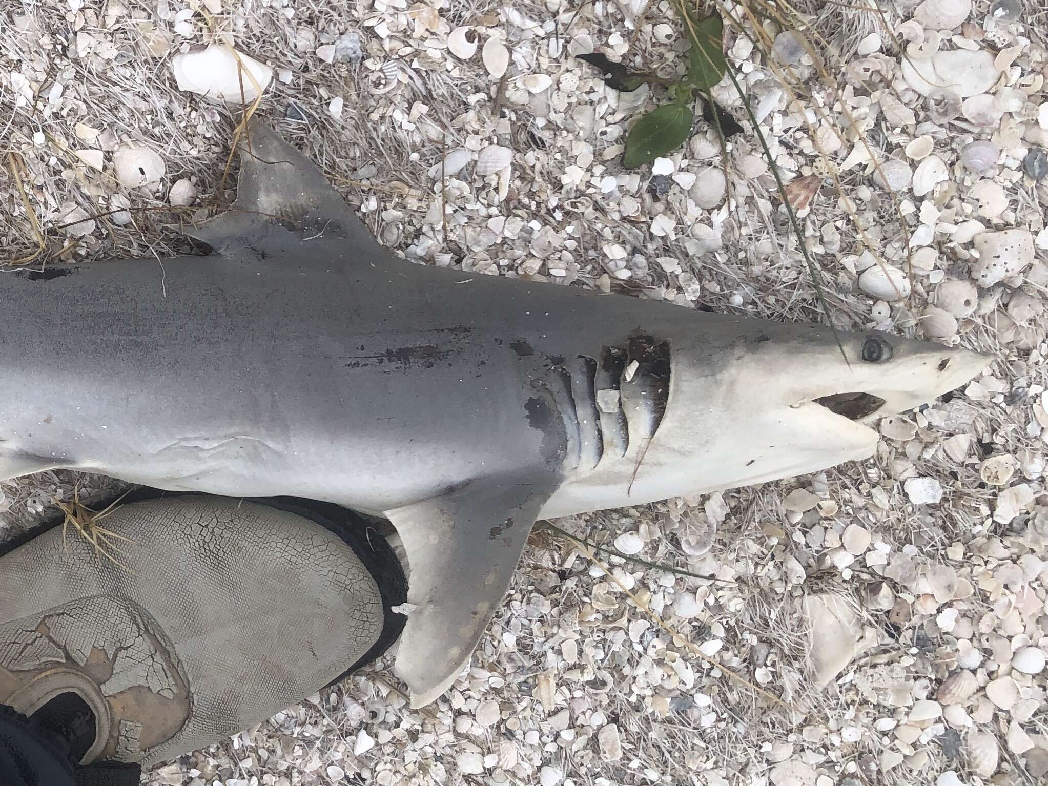 Слика од Carcharhinus isodon (Müller & Henle 1839)