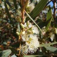 Image of Eucalyptus petrensis M. I. H. Brooker & S. D. Hopper