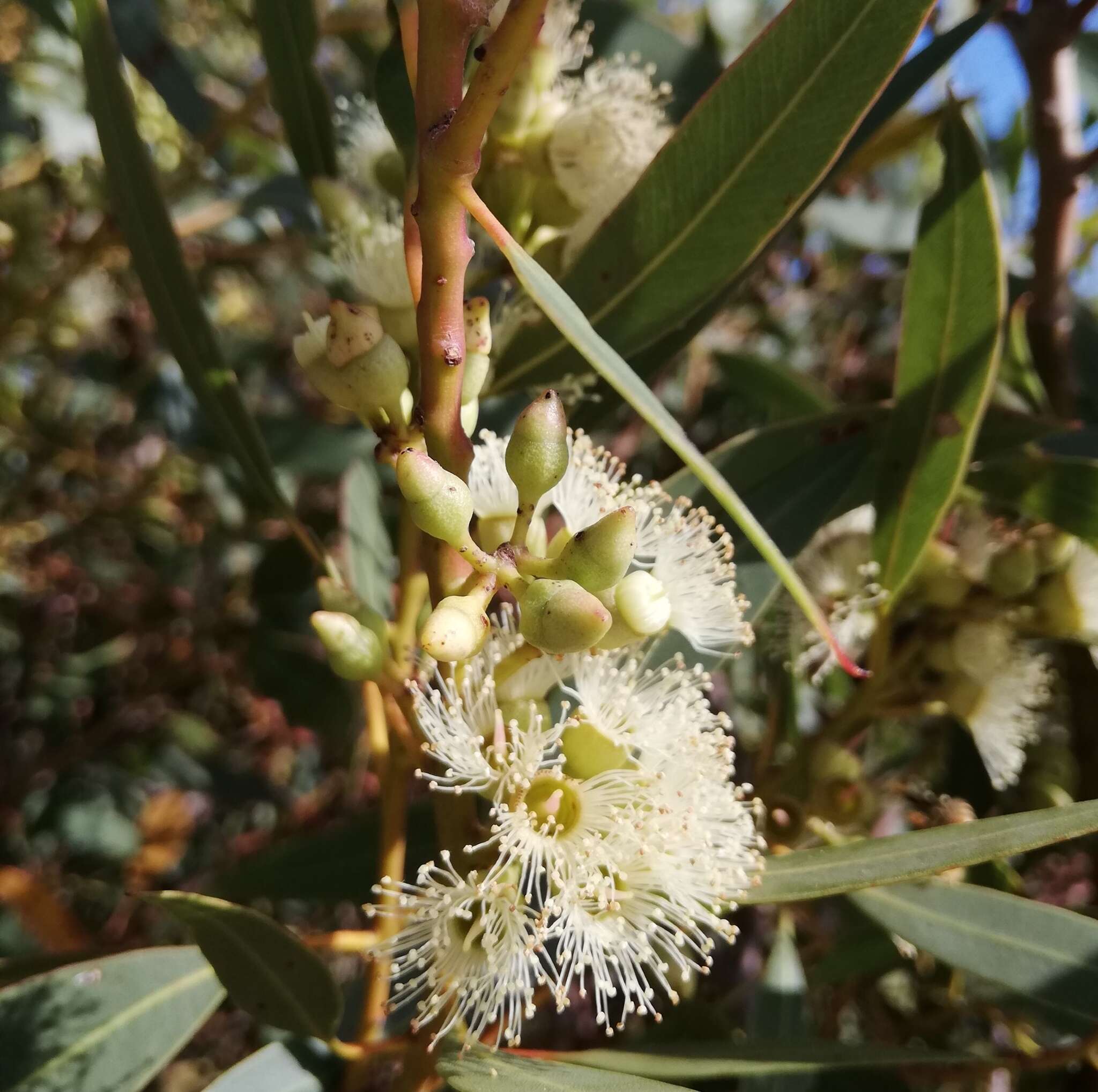 Image of Eucalyptus petrensis M. I. H. Brooker & S. D. Hopper