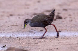 Image of Brown Crake