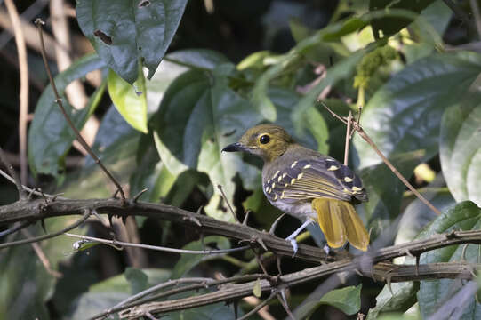 Nicator chloris (Valenciennes 1826)的圖片