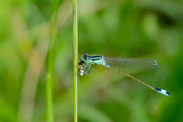 Imagem de Ischnura elegans (Vander Linden 1820)