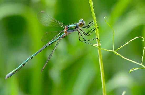 Image of Emerald Spreadwing