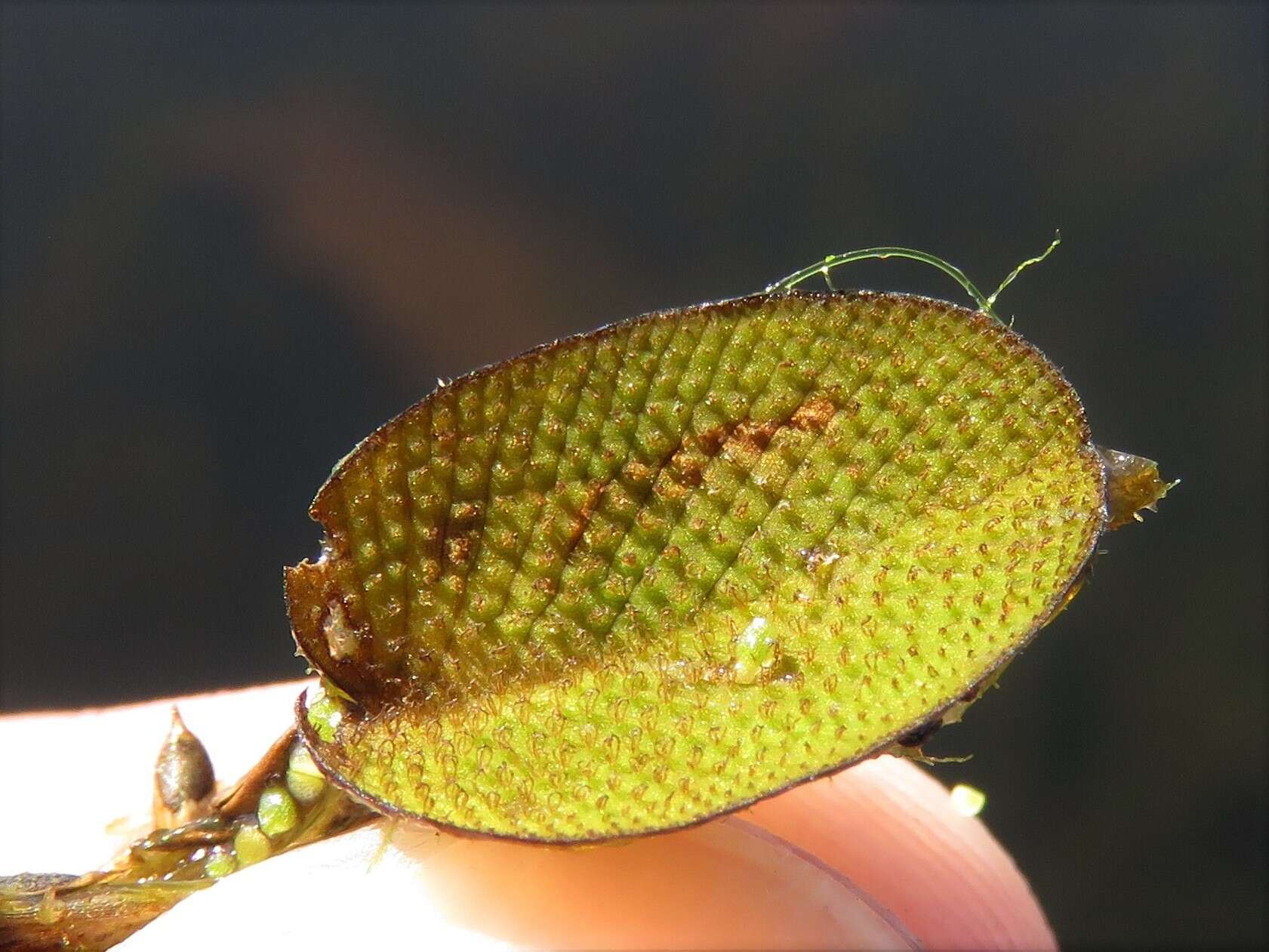 Image of Kariba-Weed