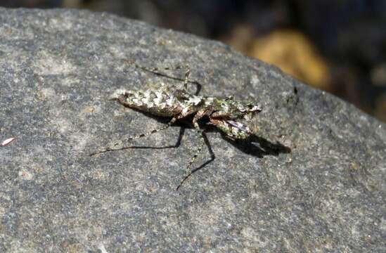 صورة Calofulcinia paraoxypila Tindale 1930