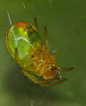 Image of Cucumber green spider