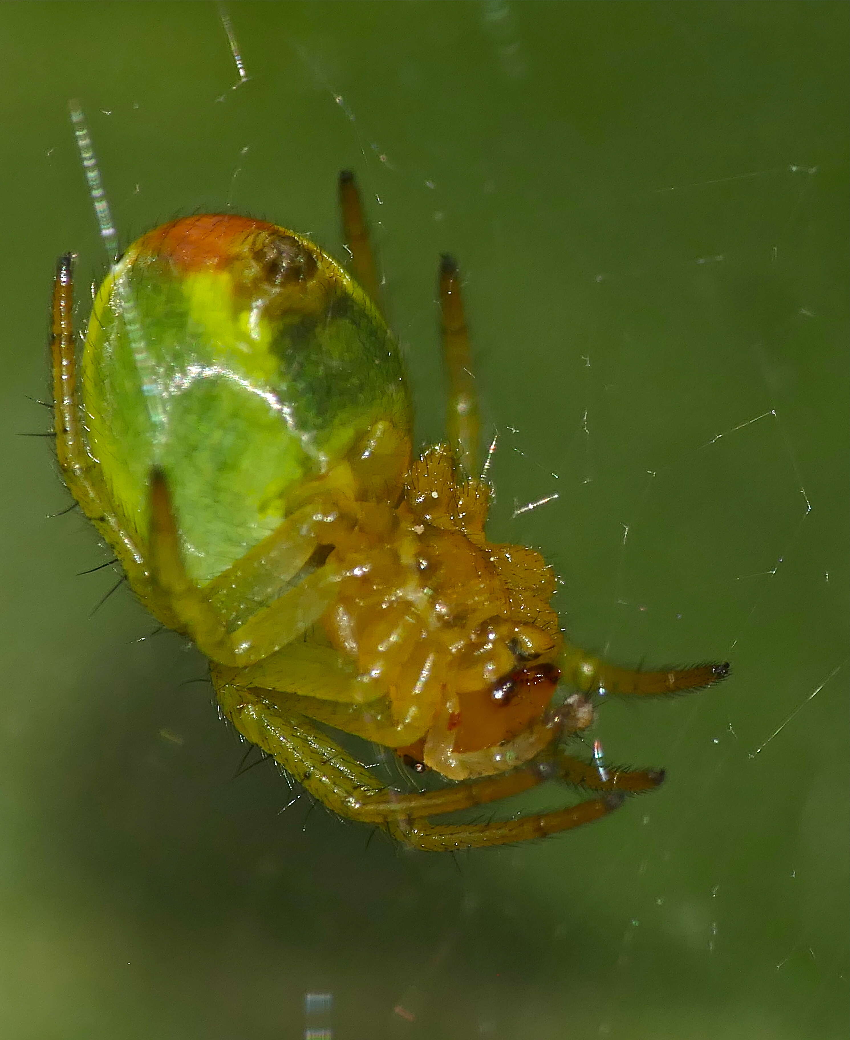 Image of Cucumber green spider