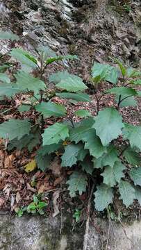 Image of <i>Solanum peikuoensis</i>