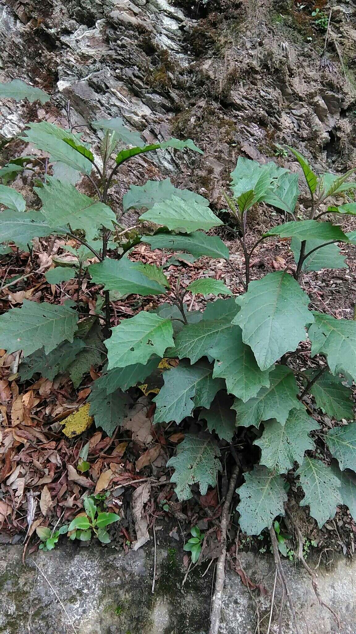 Image de <i>Solanum peikuoensis</i>