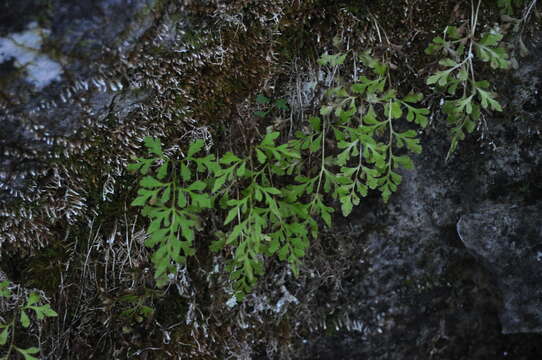 Sivun Cryptogramma stelleri (Gmel.) Prantl kuva