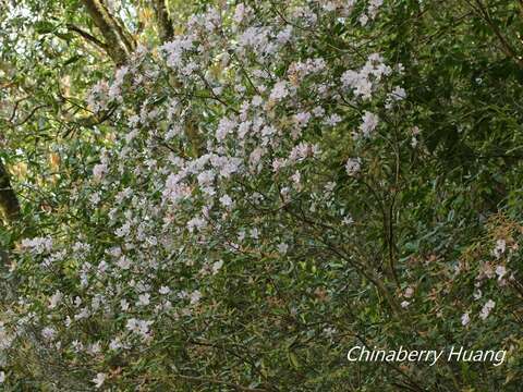 Imagem de Rhododendron ovatum (Lindl.) Planch. ex Maxim.