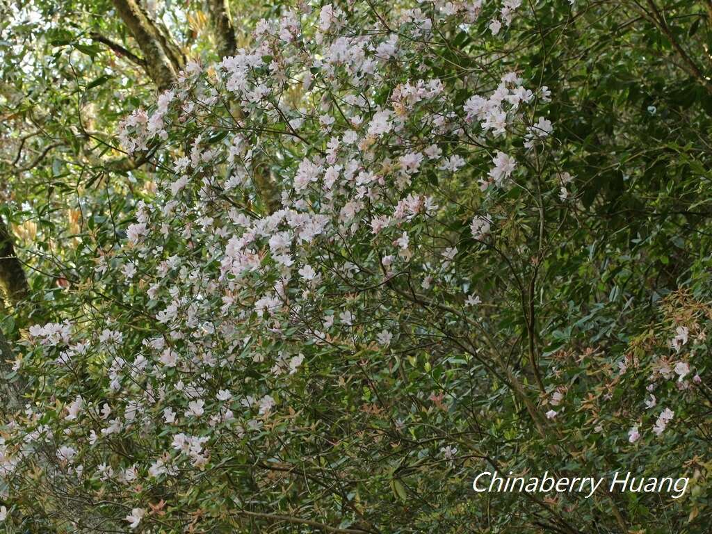 Imagem de Rhododendron ovatum (Lindl.) Planch. ex Maxim.