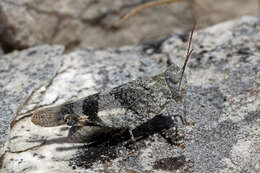 Image of red-winged grasshopper